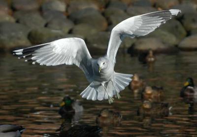Common Gull - Stormmåge - Larus canus