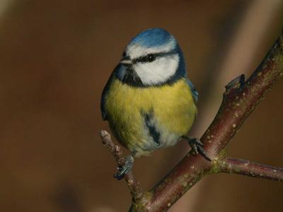 u40/alb123/medium/26319427.DSC_0071BlueTit.jpg
