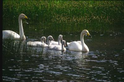 Whooper Swan