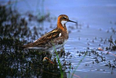 Red-necked Phalarope