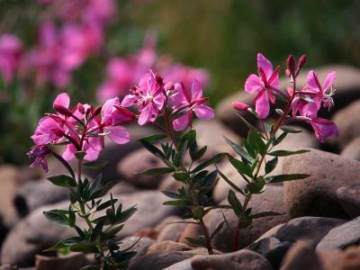 Storblomstret Gederams-Epilobium latifolium