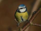 Blue Tit - Blmejse - Parus caeruleus