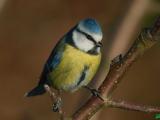 Blue Tit - Blmejse - Parus caeruleus