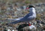 ArcticTern