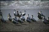 Common Eider