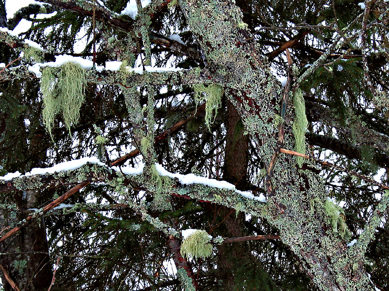 Beard of the Forest