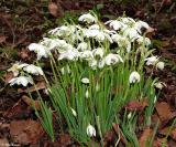 Snowdrops