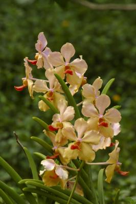 Orchids2.jpg