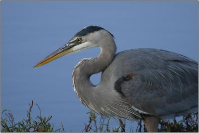 Great Blue Heron