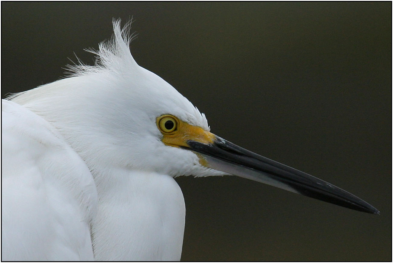Snowy Egret