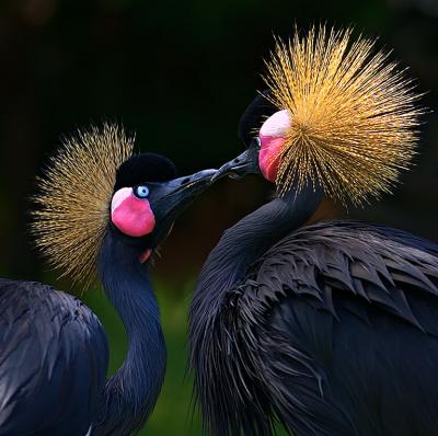 u40/amontes1208/medium/31645163.BirdLove.jpg