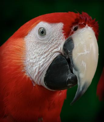 u40/amontes1208/medium/32599114.RedParrotWeb.jpg