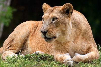 MetroZooLionFemale.jpg