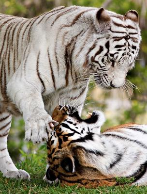 TigerPlay.jpg