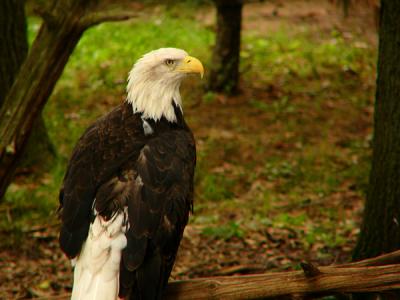 u40/anayv/medium/32561907.eEaglepose4FZ10psP442.jpg