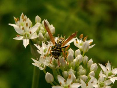 u40/anayv/medium/32561912.eWASP1FZ10psP4463.jpg