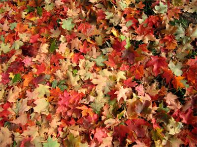 e--S70-Many-leaves-of-color.jpg