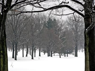 u40/anayv/medium/40139105.eWinterTrees3parkFZ1.jpg
