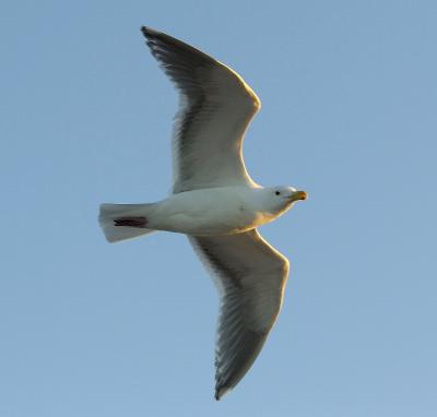 Seagull at sunset fs.jpg