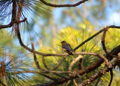 Baby bird in pine.jpg