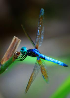 Dragonfly 2739.jpg