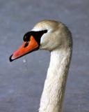 Mute Swan