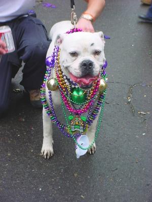 PuppyGras.jpg