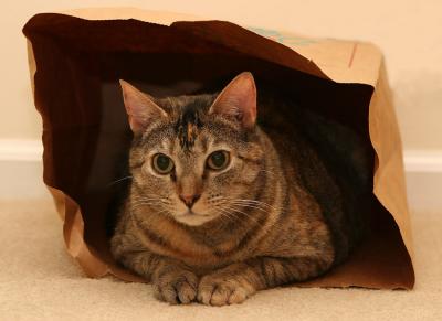 Cat in a bag (3/8/05)