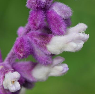 mexican sage