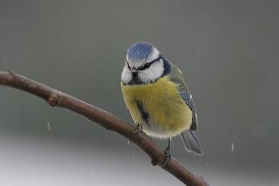 Blue Tit and Snow