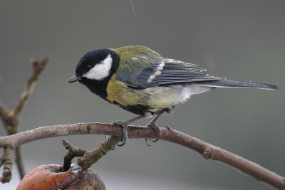 Very wet great tit
