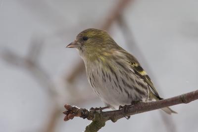 Female Siskin