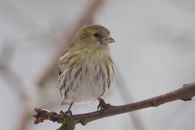 Female Siskin