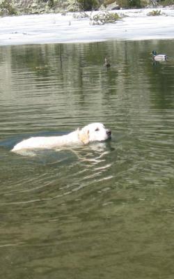 GOLDEN RETRIEVER BARCELONA