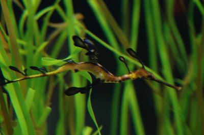 Seattle Aquarium