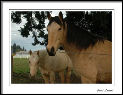 HorsesMarch 8