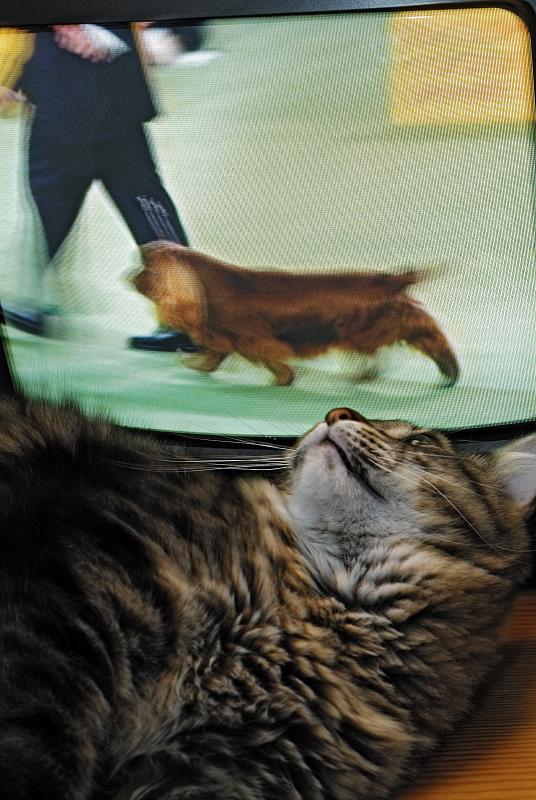 Maxie watching Westminster Dog Show 
