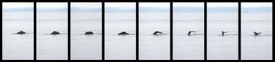 u40/asctull/medium/32625573.IMG_813108138.jpg