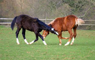 yearling-colts-playing.jpg