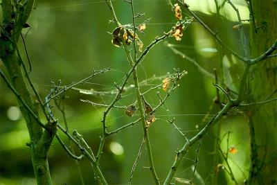spider webs .jpg