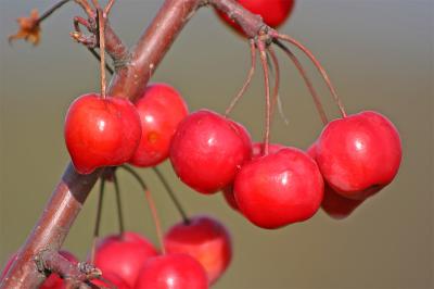 red-sentinel-berries.jpg