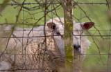 ive got my eye on ewe .