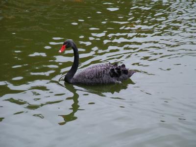 Elegant Black Swan @ Byodo-in Temple