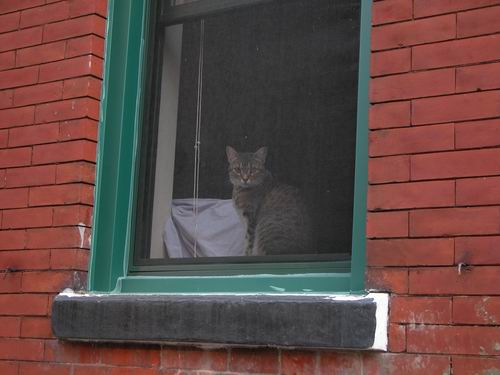 cat in window