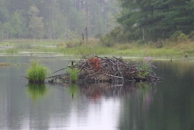 beaver lodge