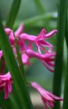 hyacinthus.jpg
