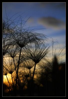 Las Lagunas de las Flores