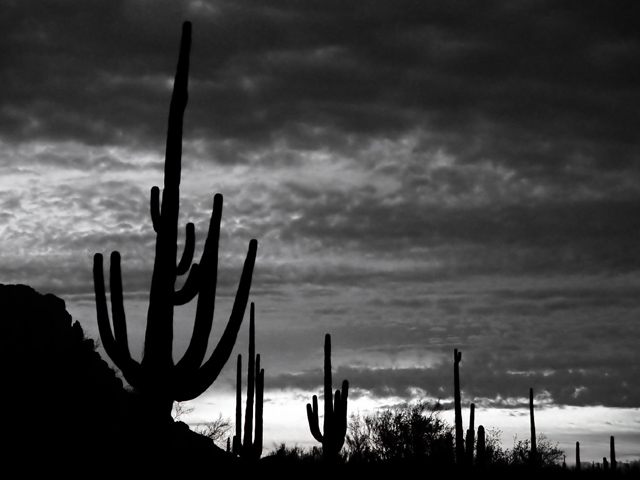 DSC06355BW.jpg