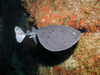 Torpedo Ray