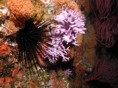 u40/baja_traveler/medium/25945259.Urchin.jpg